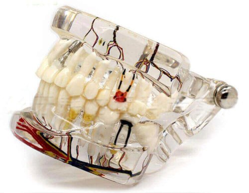 All in One Model with Neurovascular Distribution