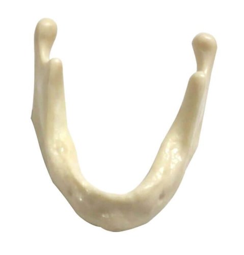 Implant Practice Mandible Jaw Model